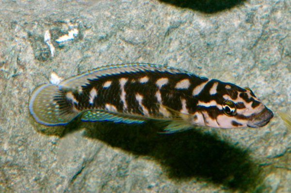 Schwarzweißer Schlankcichlide (Julidochromis transcriptus)